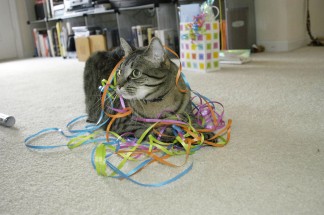 max with ribbons 2